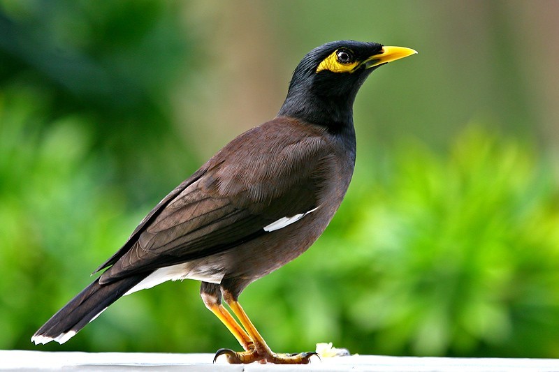 Mynah